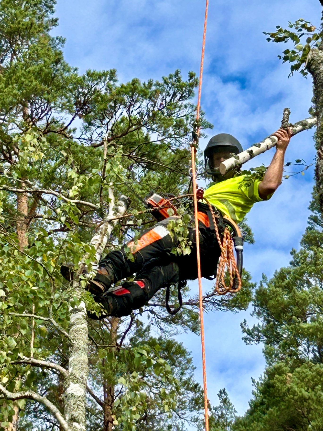 Klättrande arborist i ett träd